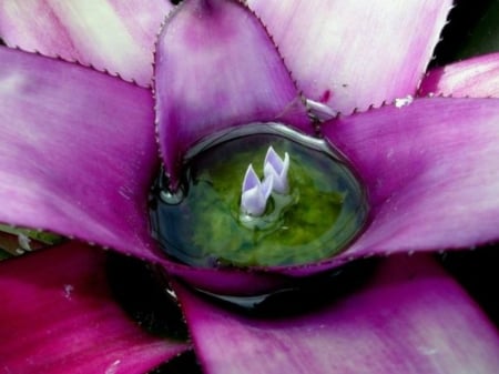 PRETTY BROMELIAD - PLANT, IMAGE, BROMELIAD, PRETTY