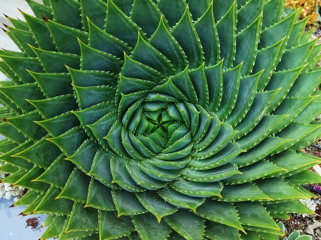 ALOE PLANT