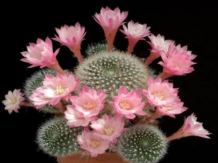 MT WARREN CACTUS FLOWERS - flowers, cactus, pink, pretty