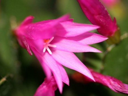 PRETTY SUCCULENT FLOWER - image, flower, pink, pretty