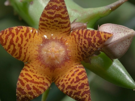 BEAUTIFUL SUCCULENT FLOWER - beautiful, flower, star, succulent