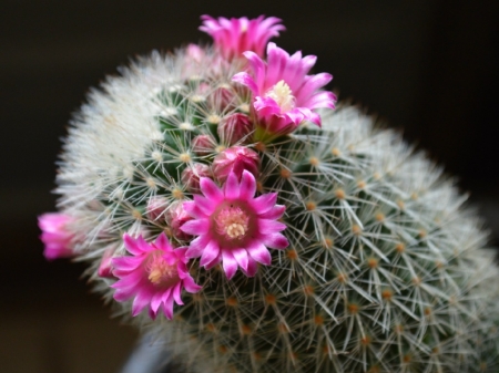 PINK CACTUS FLOWERS - flowers, cactus, pink, pretty