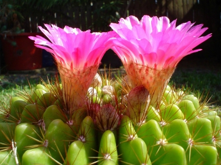 CACTUS FLOWERS - CACTUS, PINK, FLOWERS, PRETTY