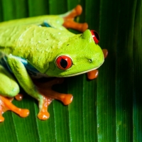 RED EYED TREE FROG