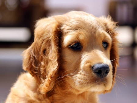 CUTE DOG - image, animal, cute, dog