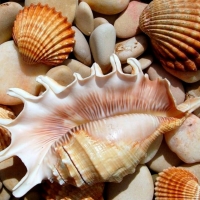 SHELLS