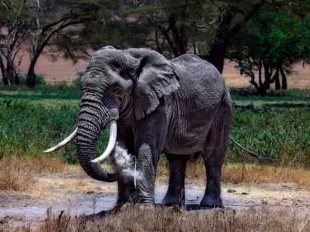 LARGE ELEPHANT