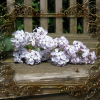 LILACS ON A BENCH