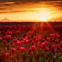 Endless Tulips Field