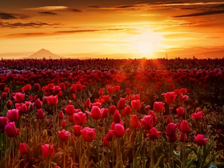 Endless Tulips Field - mountain, tulips, field, sunset, heaven, nature, clouds, raid, hayland