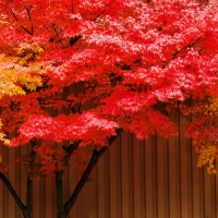 Red & Yellow Leaves Tree