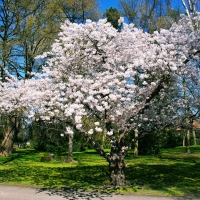 Spring White Flowering Tree