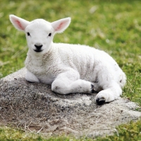 Beautiful Lamb