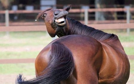 You Heard It From The Horse Mouth - Animals, Funny, Brown, Horse