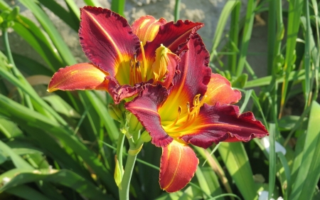 Lilies - lilies, nature, summer, flowers