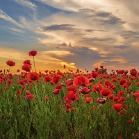 Poppy Field