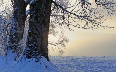 Last Winter - winter, tree, mist, snow