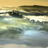 Morning Forest Fog