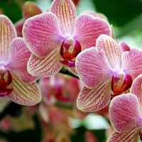 Orchids