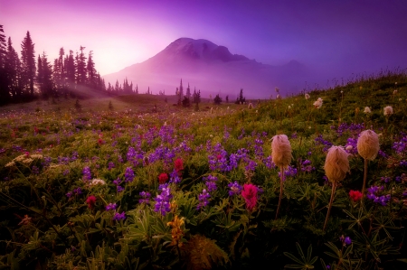 Evening fog - fog, beautiful, evening, meadow, mountain, wildflowers, purple, mist, sky