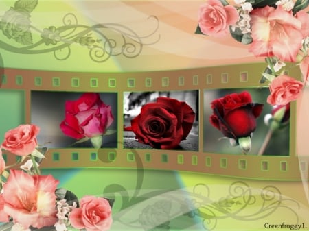 ROSES FILM STRIP - ROSES, STRIP, FRAMED, FILM