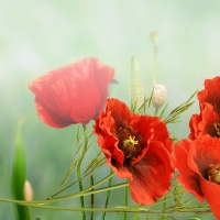 Bright Poppies