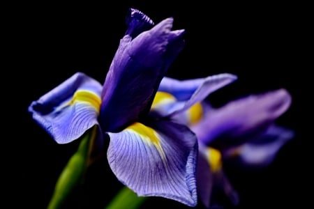 Purple Love - flower, yellow, purple, beautiful