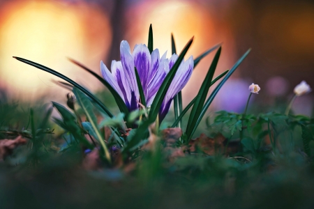 Wild flowers - nature, purple, flower, wild