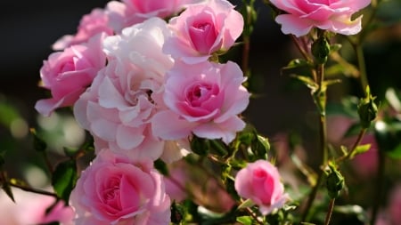 Pink roses - garden, rose, flower, pink