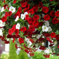 Million Bell Petunias In Red And White