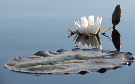 Water Lily - water, nature, water lily, leaf, flower