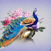 COLOURFUL PEACOCK