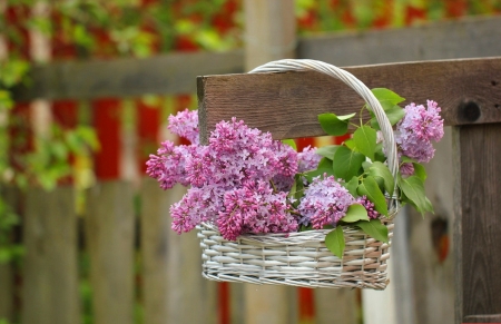 ♥ - abstract, flowers, still life, photography