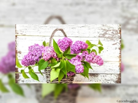 LOVELY LILACS - LILACS, IMAGE, LOVELY, FRAMED