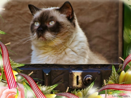 CAT IN SUITCASE - ANIMAL, FELINE, CAT, FRAMED