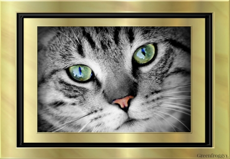 BEAUTIFUL FACE - feline, image, cat, framed