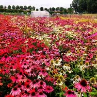 Echinacea Flower Field