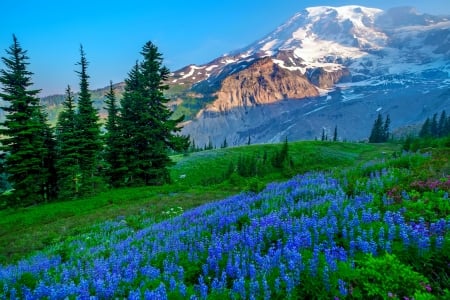 Mount Rainier NP - national park, hills, beautiful, grass, Mount rainier, mountain, meaodw, wildflowers, lupin