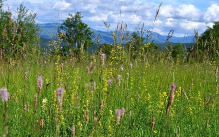 Meadow - nature, meadow, grass, wildflowers