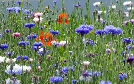 Cornflowers - nature, summer, cornflowers, meadow