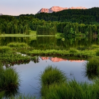 Green Summer Forest