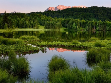 Green Summer Forest - nature, landscape, trees, forest, green, summer, mountains