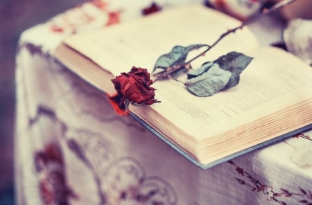 :) - flowers, book, rose, red