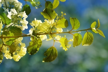 Spring Flowers - bokeh, leaves, branch, sunlight