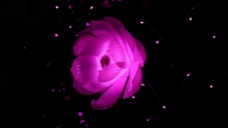 Lotus - abstract, black, lotus, flower, pink, luminos