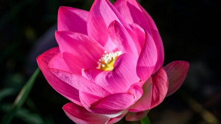 Lotus - lotus, flower, pink, summer