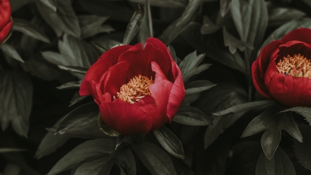 Peonies - red, peony, green, leaf, flower