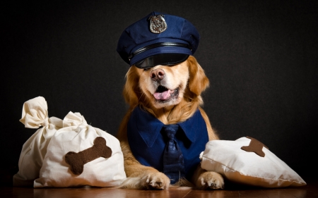 :-) - hat, animal, paw, bone, funny, dog, caine, golden retriever