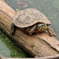 Turtle On A Log