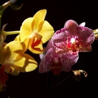 Lovely Orchids